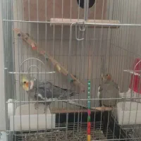 دو عدد عروس هلندی که نره حرف میزنه به فروش می رسه