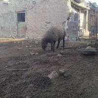 قوچ همو با برگه آزمایش دوسال
