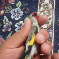 سهره کرمانی نر گل بلند و سهره سبز و....