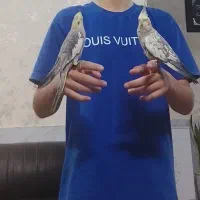 دوتا عروس هلندی نر