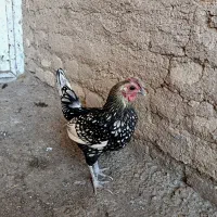 مرغ