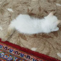 معاوضه پرشین رد پوینت با طوطی|گربه|تهران, گلچین|دیوار