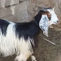 ۳راس سالار بز و کولار بز آبستن سانن و دورگ ترکی|حیوانات مزرعه|شیراز, ارم|دیوار