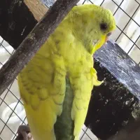 مرغ عشق|پرنده|کبودرآهنگ, |دیوار