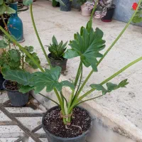 برگ انجیری فر و شفلرا و حسن یوسف و....