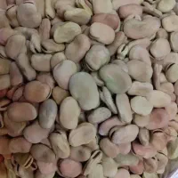 گندم باقلا کشت امسال