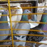 کفتر پرشی یک بوم