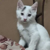 گربه دی اس اچ