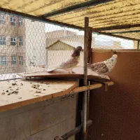 کفتر|پرنده|تهران, جمهوری|دیوار