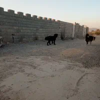 سگ گله جنوری آدمی همچی ب شرط|سگ|اصفهان, دانشگاه افسری امیرالمومنین|دیوار