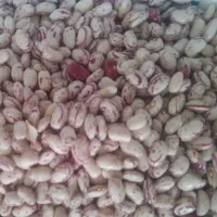 لوبییا چیتی