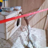 عروس هلندی سینامون با ((فنچ))|پرنده|اسلام‌شهر, بهرام آباد|دیوار