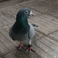کفتر