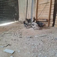 مرغ و خروس گلین اصل|حیوانات مزرعه|همایجان, |دیوار