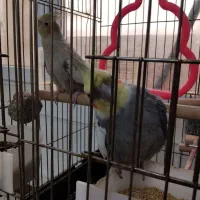 عروس هلندی جفت