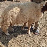 ورن نازار