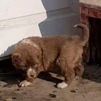 واگذاری سگ قدرجونی یا قهدریجانی نگهبان گله