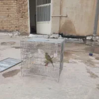 قناری اصل سبز چمنی علیخانی