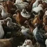جوجه گلپایگانی  70روزه 35عدد