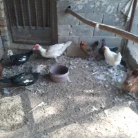 مرغ بومی و اردک اسرائیلی