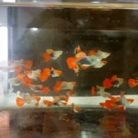 گوپی خاص|ماهی|تهران, اوقاف|دیوار