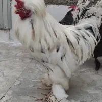 مرغ و خروس سلطان و سبرایت|حیوانات مزرعه|شیراز, دودمان|دیوار