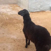 فروش1 راس بره نر همو و2راس قوچ همو کاربلد.