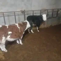 6راس سیمیتال درجه یک