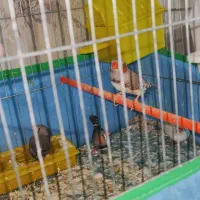 فروشی دو جفت - جفتی 250