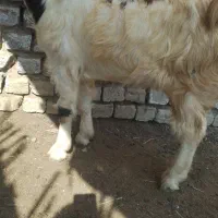 بز وبزغاله|حیوانات مزرعه|انبارآلوم, |دیوار