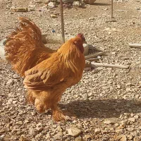 تخم مرغ نطفه دار زینتی برهما و کوشین