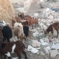 13عدد بزخاله 9عدد نر 4عدد ماده