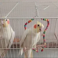 جفت عروس هلندی لوتینو