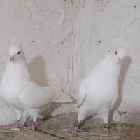 فروش یک جفت سفید اراکی