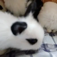 خرگوش کوچولو|موش و خرگوش|وحیدیه, |دیوار