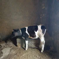 گاو و گوساله|حیوانات مزرعه|بروجرد, |دیوار