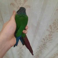 طوطی گرینچیک|پرنده|تربت‌حیدریه, شهید قرنی|دیوار