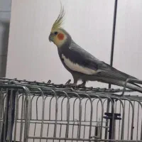 چهار عدد عروس هلندی