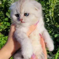 گربه لپ دار عروسکی