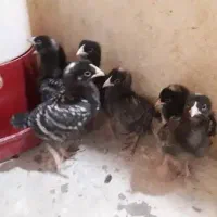 جوجه ۱۰ روزه آمروک