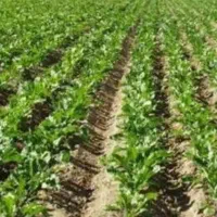 زمین ابی سیاسران علیا