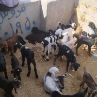 کهره و بره شیری