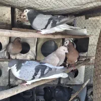 بوم کبوتر زینتی