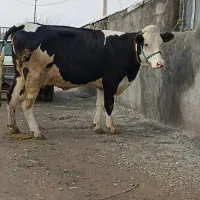 گوساله گاو گوسفند بز بره میش