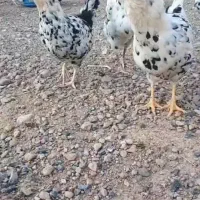 تخم مرغ نطفه دار گلین