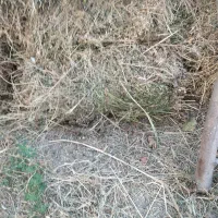 یونجه
