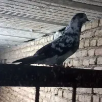 کبوتر|پرنده|سیجوال, |دیوار