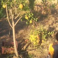 فروش باغ ۵ ساله به ثمر رسیده