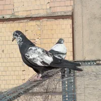 کفتر باخت دادم