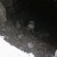 ۶تاکفتر به علت نبودن جامی فروشم|پرنده|اسلامشهر, شهرک محمدیه|دیوار